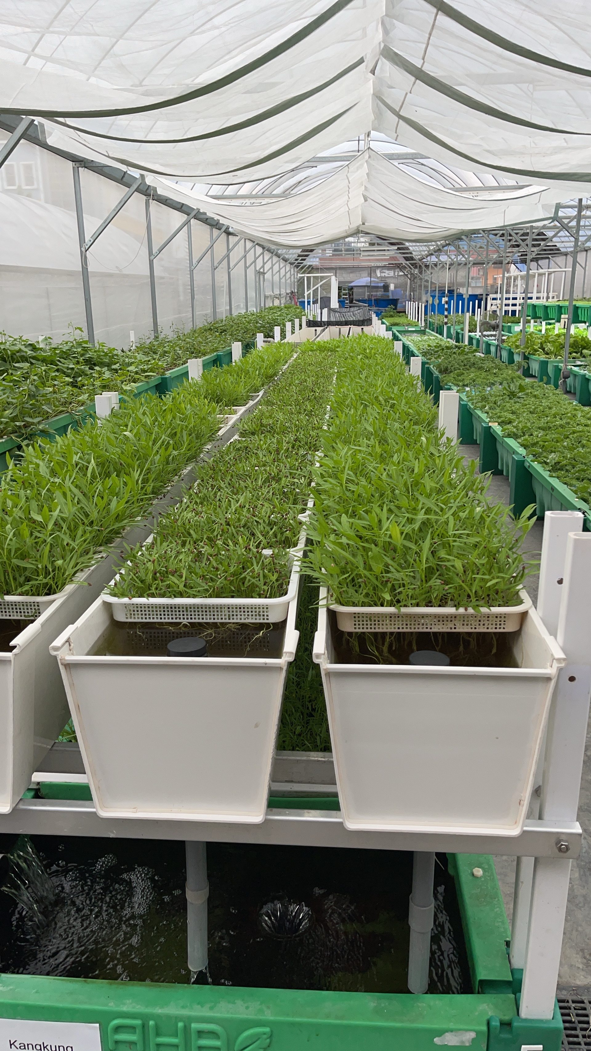 Aquaville commercial aquaponics greenhouse, Gombak Setia