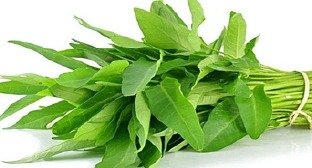 Kangkung, fresh from Aquaville