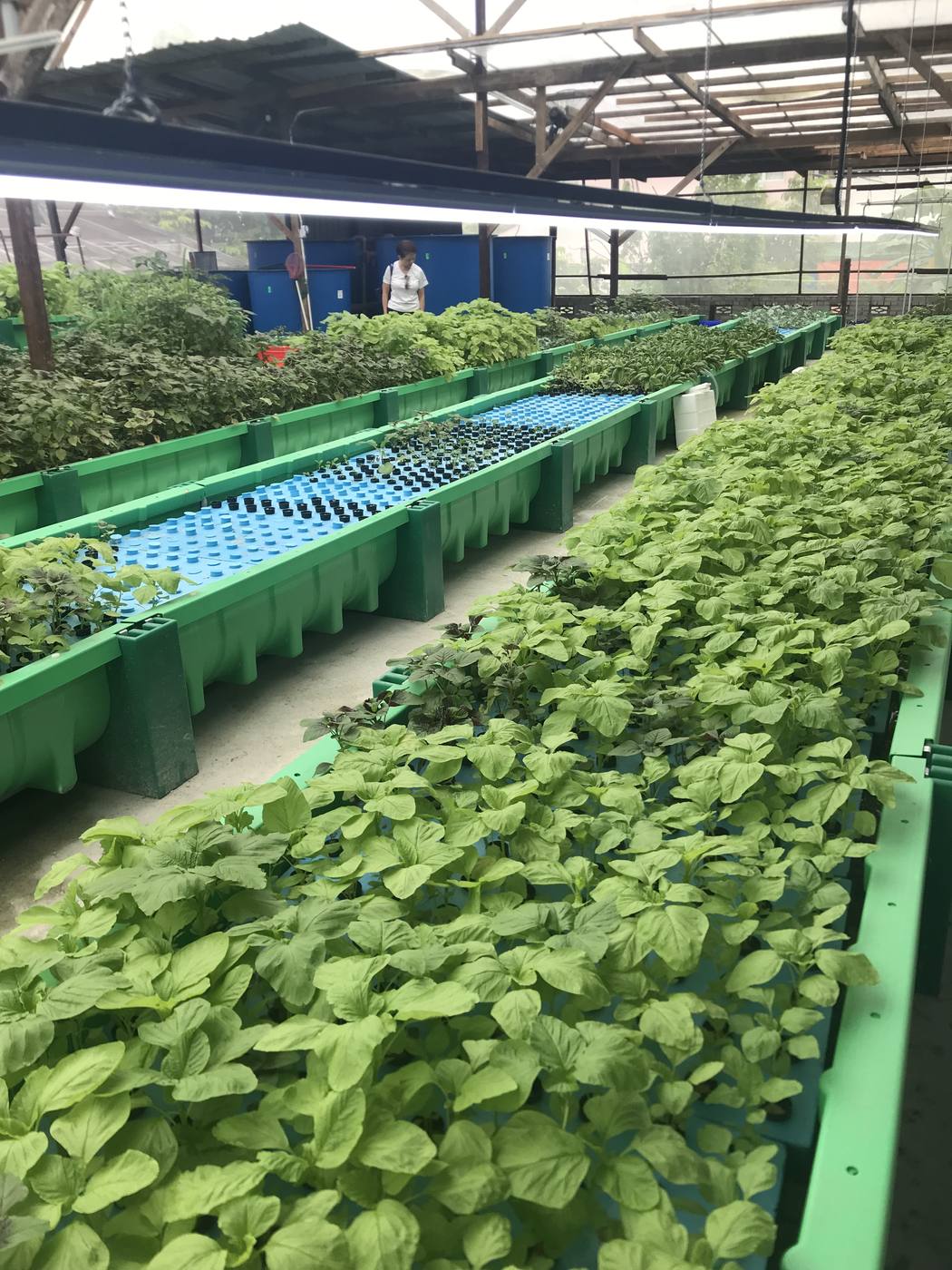 Ampang, Selangor aquaponics farm project, 2019