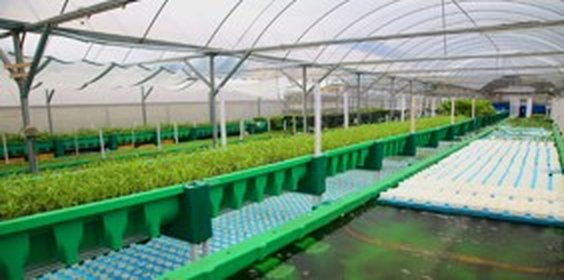 Pejabat Pertanian Gombak (Outdoor), Selangor aquaponics farm project, 2022